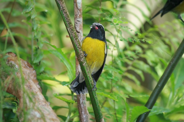 Oiseau sucrier en Guadeloupe